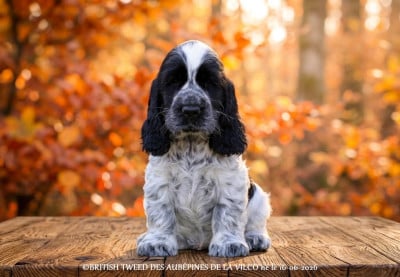 Cocker Spaniel Anglais