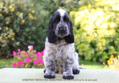 Les chiots de Cocker Spaniel Anglais