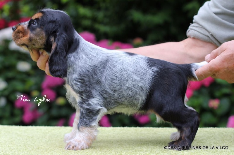 MISS LYLOU DES AUBEPINES DE LA VILCO
