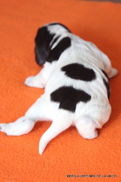 MIRABELLE DES AUBEPINES DE LA VILCO