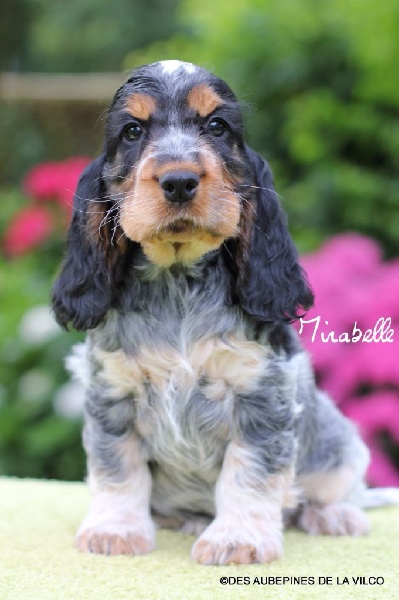 MIRABELLE DES AUBEPINES DE LA VILCO