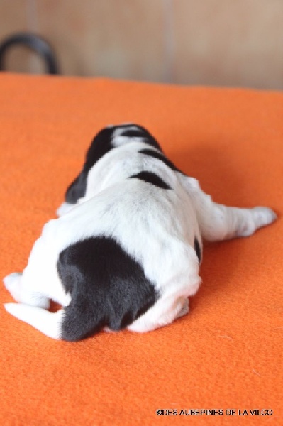 MARIUS DES AUBEPINES DE LA VILCO