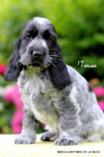 MARIUS DES AUBEPINES DE LA VILCO