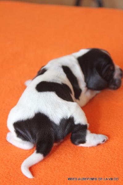 MUFFINE DES AUBEPINES DE LA VILCO