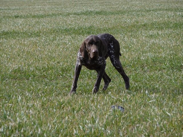 TR. CH. Ice des aubépines de la Vilco - 1er EXC - CACT