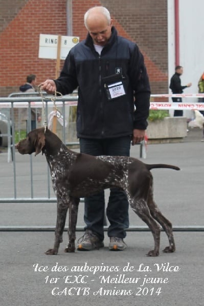 TR. CH. Ice des aubépines de la Vilco - 1er EXC - Meilleur jeune Mâle