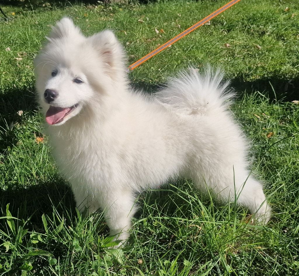 Samoyède - de la Baronnie du Gévaudan