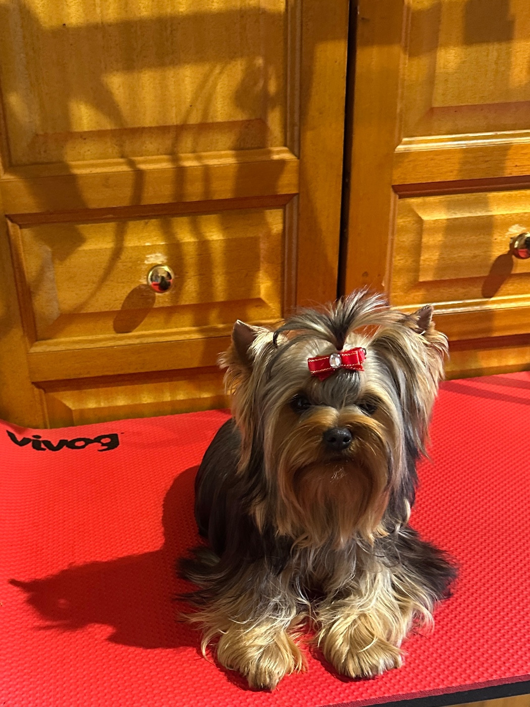 Valeska du manoir de la corbie