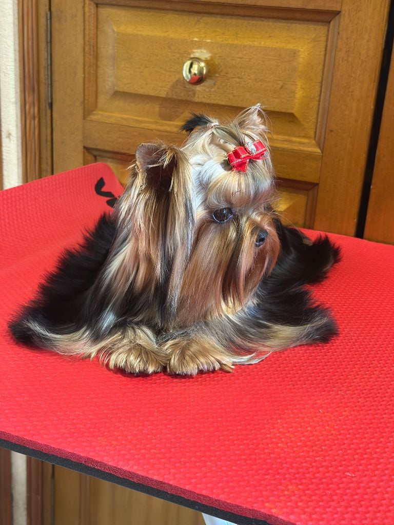 Vaîana du manoir de la corbie