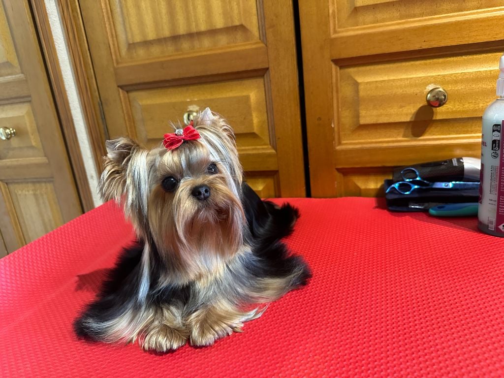 Vaîana du manoir de la corbie