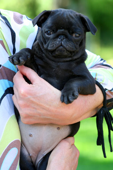 Publication : du manoir de la corbie