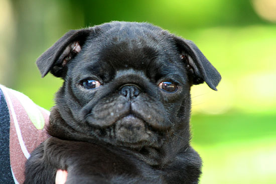 Publication : du manoir de la corbie