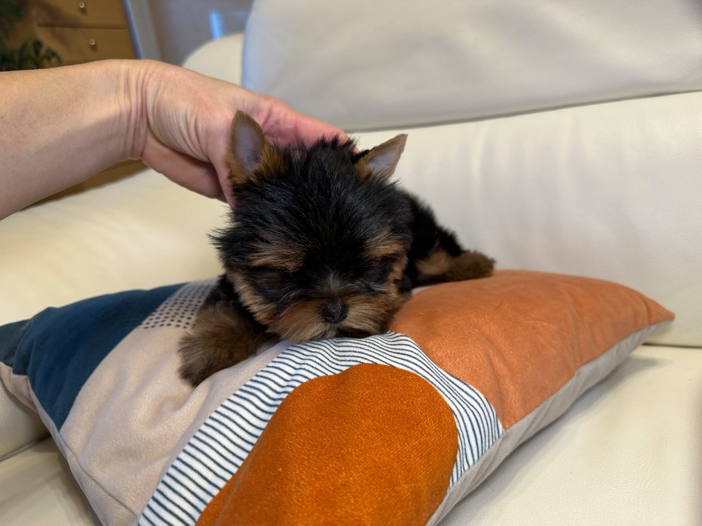 Yorkshire Terrier - du manoir de la corbie