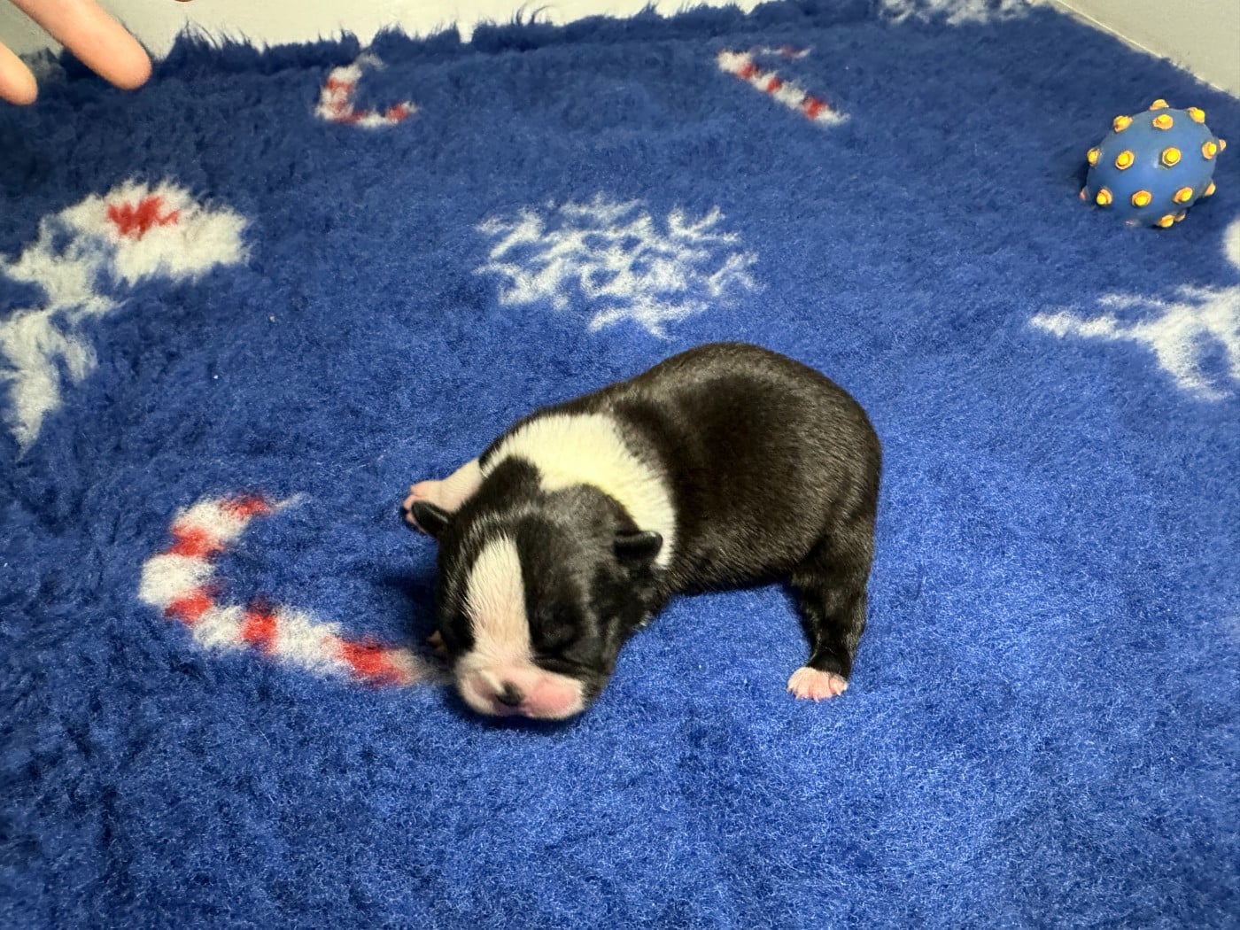 Boston Terrier - du manoir de la corbie