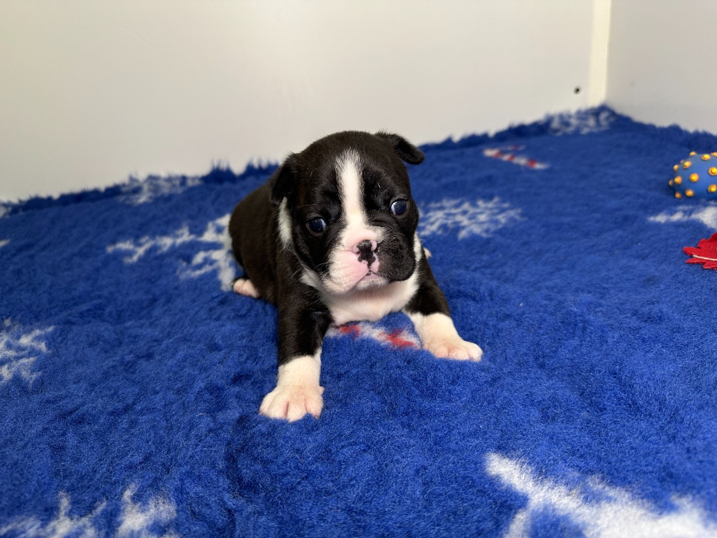 Boston Terrier - du manoir de la corbie