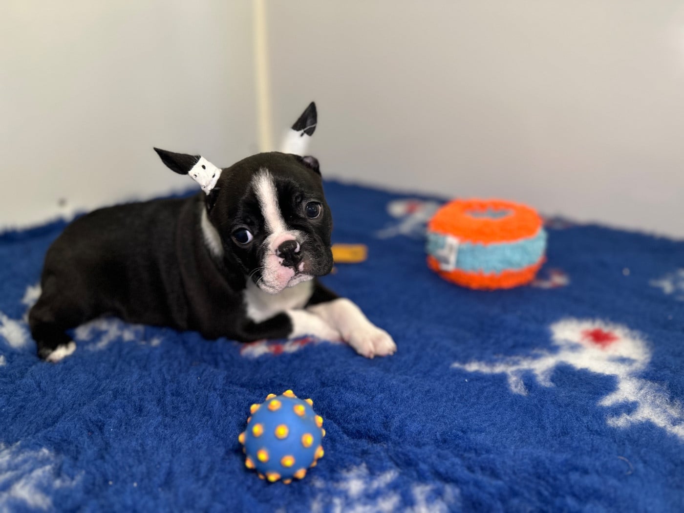 Boston Terrier - du manoir de la corbie