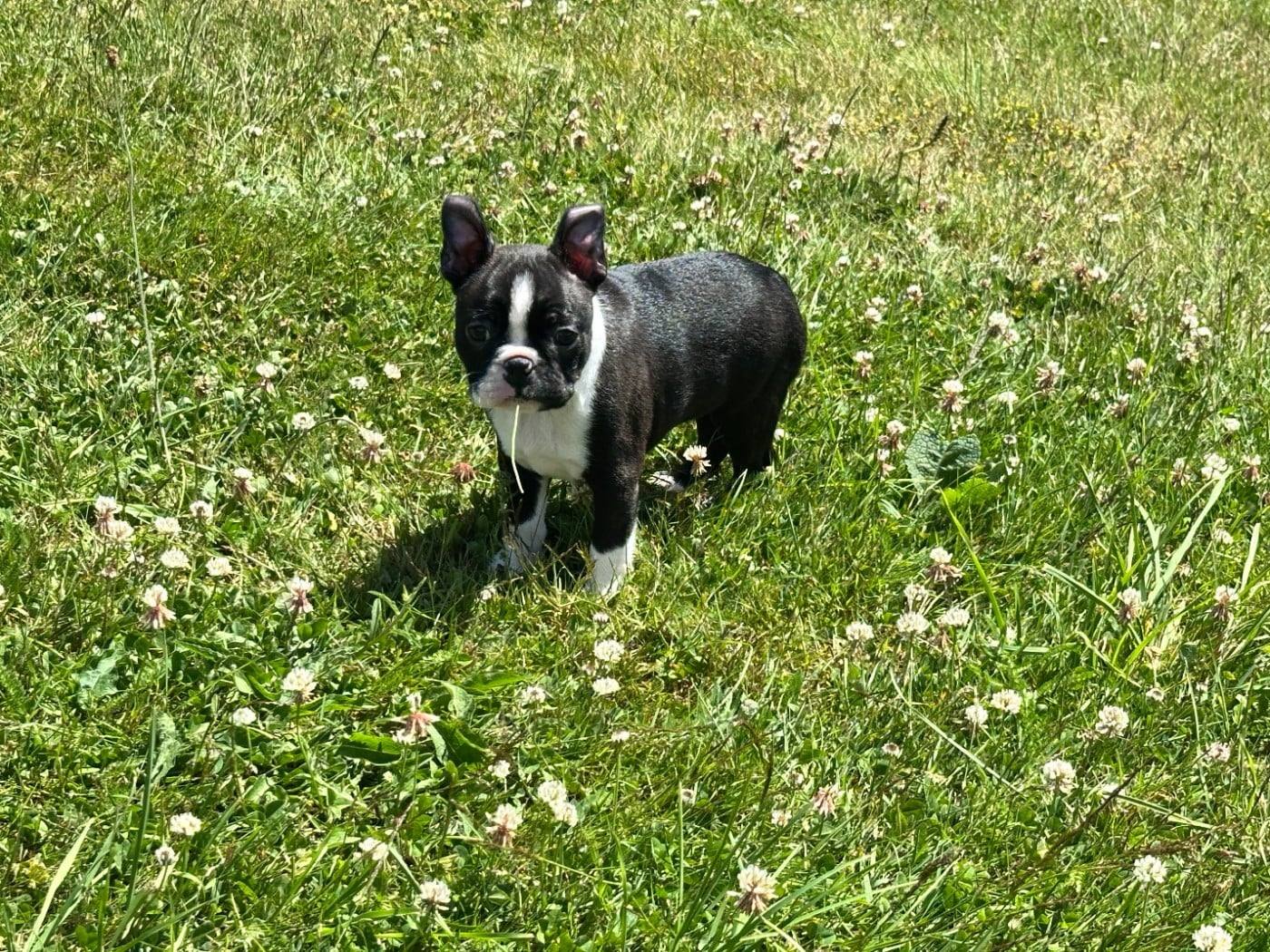 Boston Terrier - du manoir de la corbie