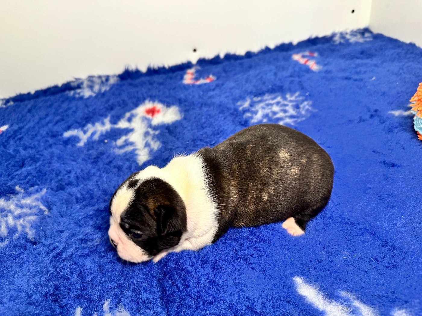 Chiot N°1