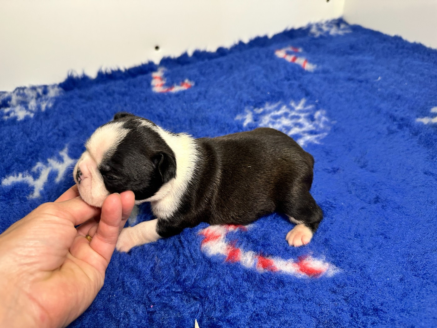 Chiot N°4