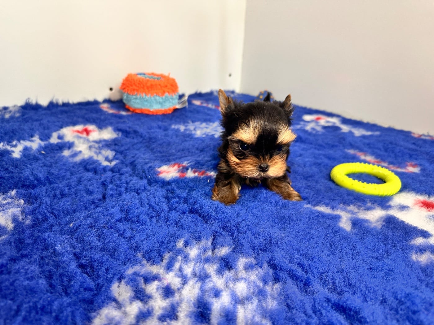 CHIOT 3 - Yorkshire Terrier