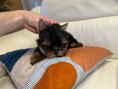 Les chiots de Yorkshire Terrier