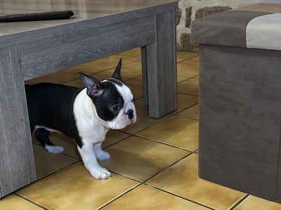 Les chiots de Boston Terrier