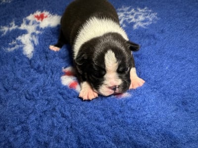 Les chiots de Boston Terrier