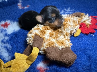 Les chiots de Yorkshire Terrier