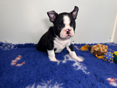 Les chiots de Boston Terrier