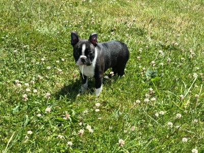 Les chiots de Boston Terrier