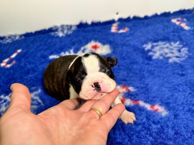 Chiot N°1 - Boston Terrier