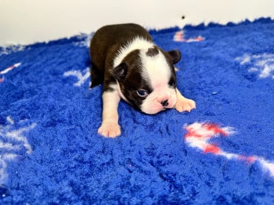 Chiot N°2 - Boston Terrier