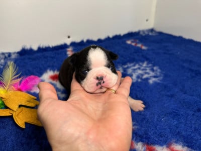 Chiot N°4 - Boston Terrier