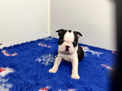 Les chiots de Boston Terrier