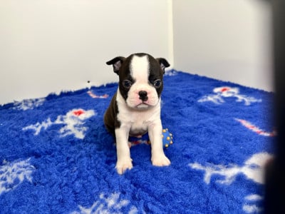 Les chiots de Boston Terrier