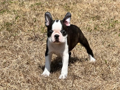 Les chiots de Boston Terrier