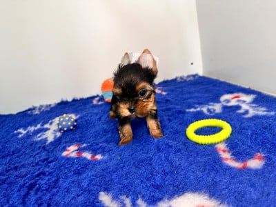 Les chiots de Yorkshire Terrier