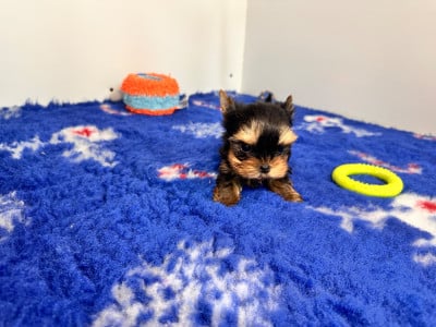 Les chiots de Yorkshire Terrier