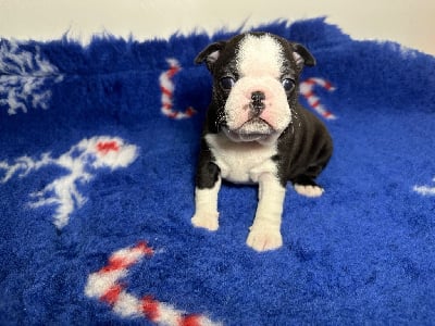 Les chiots de Boston Terrier