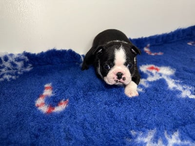 Les chiots de Boston Terrier