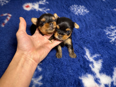 Les chiots de Yorkshire Terrier