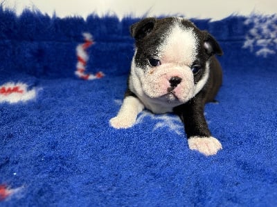 Les chiots de Boston Terrier