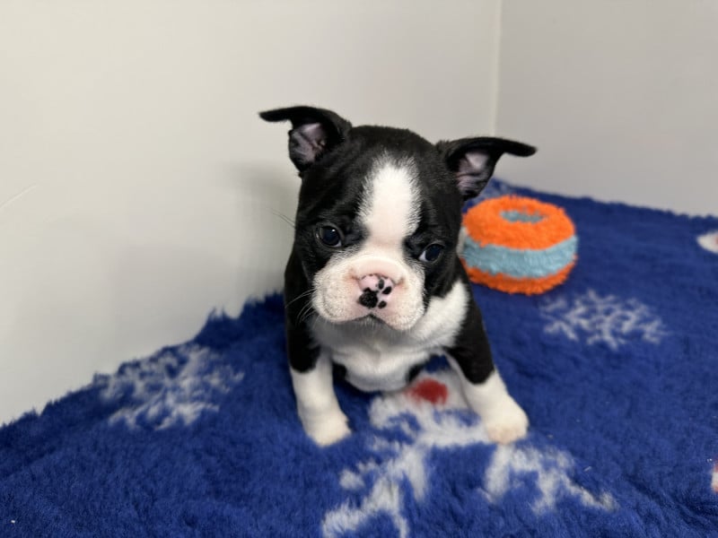 Boston Terrier - du manoir de la corbie