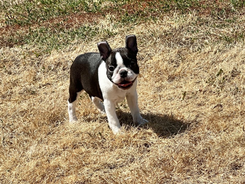 Boston Terrier - du manoir de la corbie