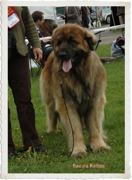 Baoulé rooïbos du Bouc D'Or - EXC COM