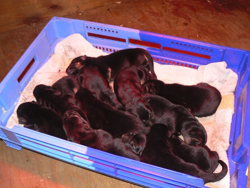 Publication : d'Il-Ha-Gwilun