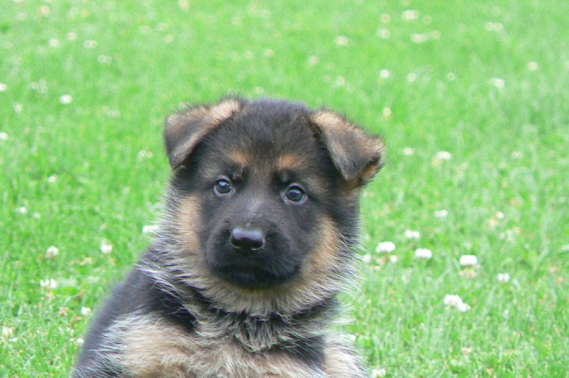 Publication : d'Il-Ha-Gwilun