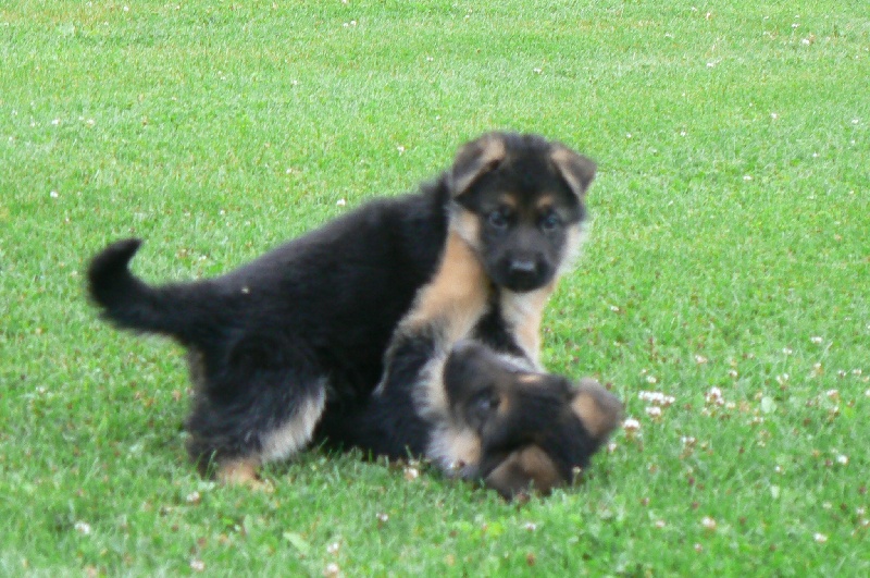 Publication : d'Il-Ha-Gwilun