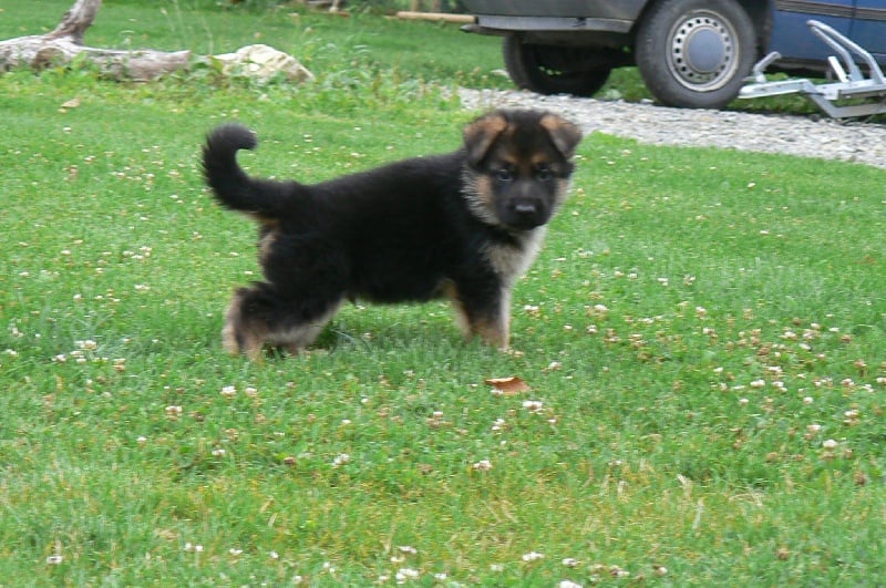 Publication : d'Il-Ha-Gwilun