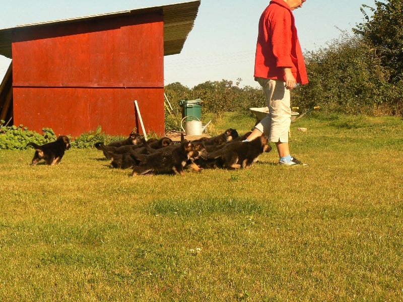 Publication : d'Il-Ha-Gwilun